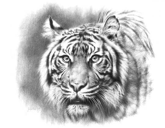 Jules Kesby Tiger drawing art